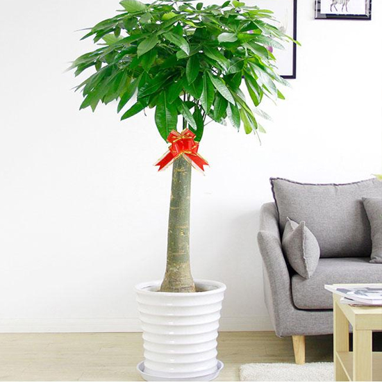 綠植種售